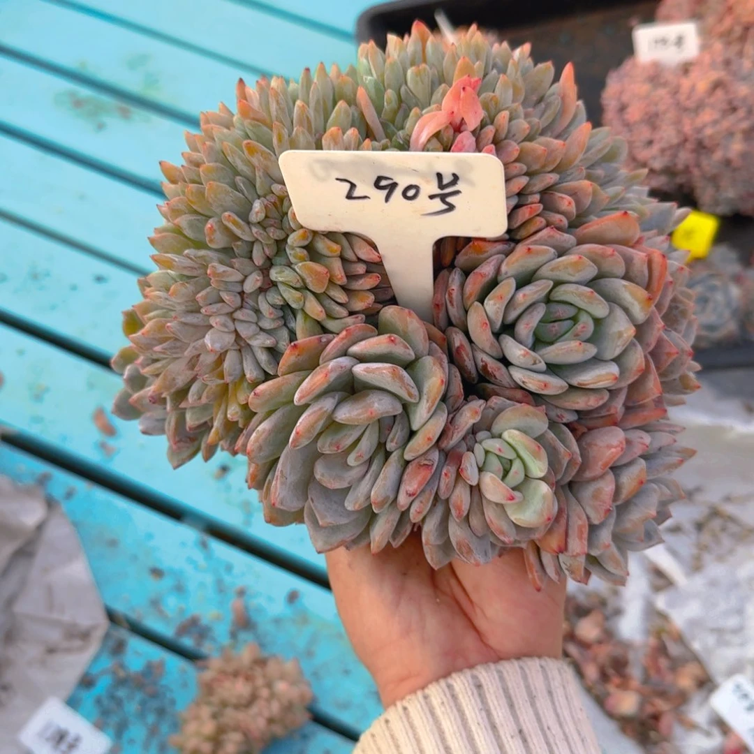 290号重瑕疵1111111