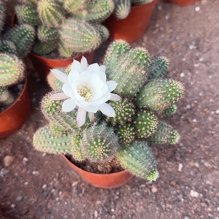 阿尔巴（掉头掉崽不售后）