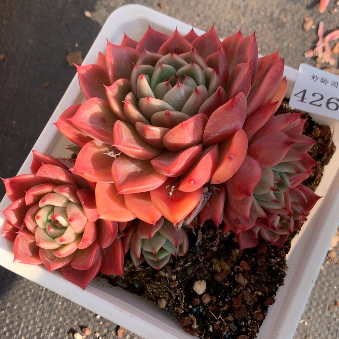 w*q4268不包整散掉头