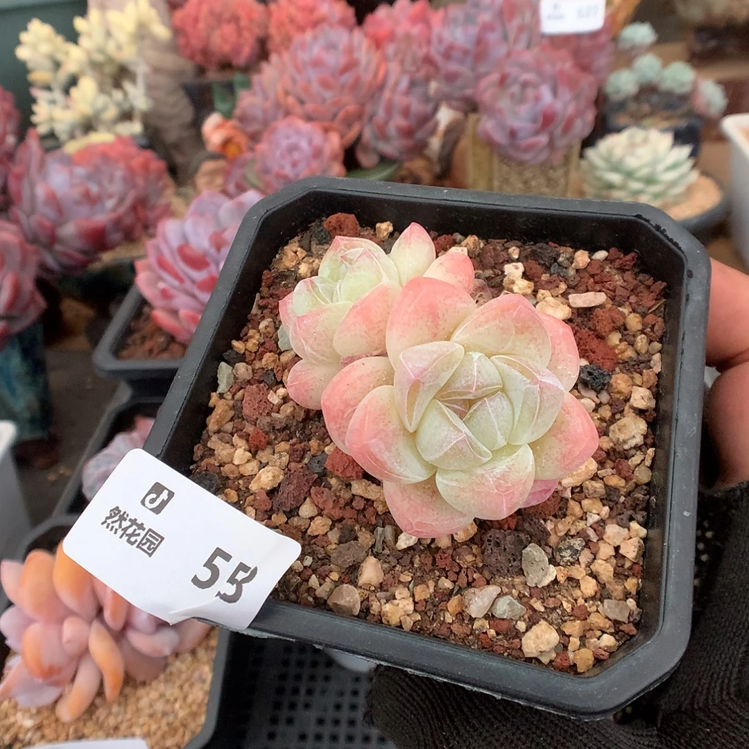 558冰玉多肉植物6666