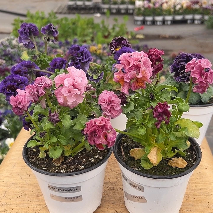 红陶抖音直播闪拍41