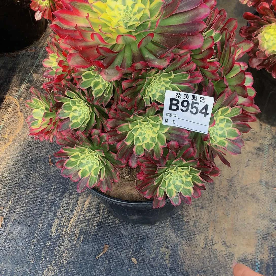 954多肉法师天和