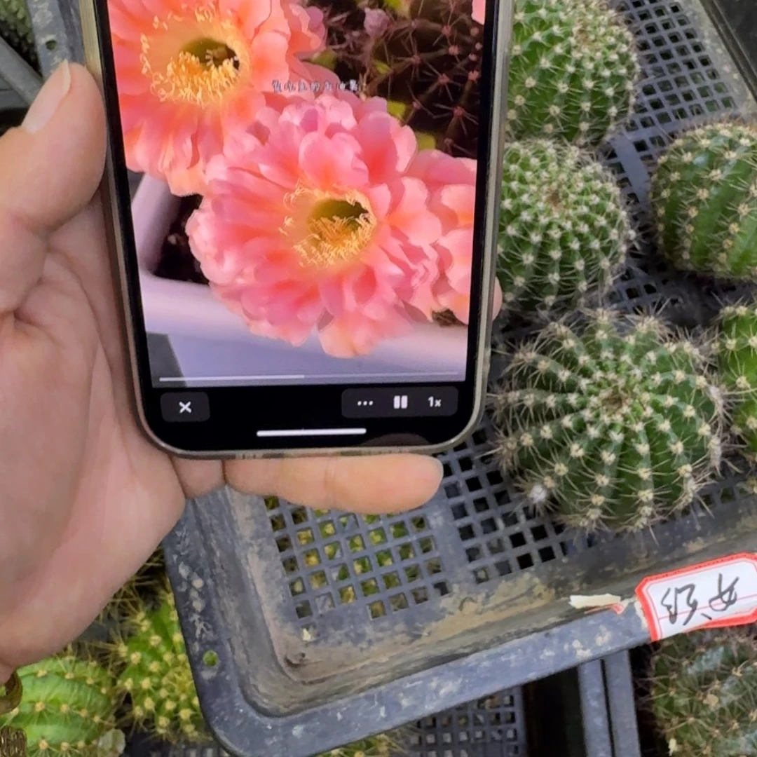 355彩草遐想歪无根侧牙4公分左右，20包邮