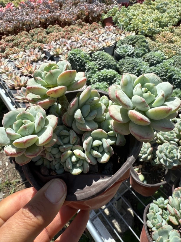 香草比斯长腿群生