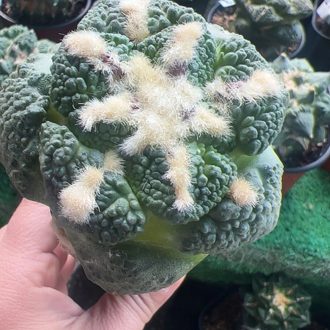 无花朵福利颗粒龟甲牡丹980