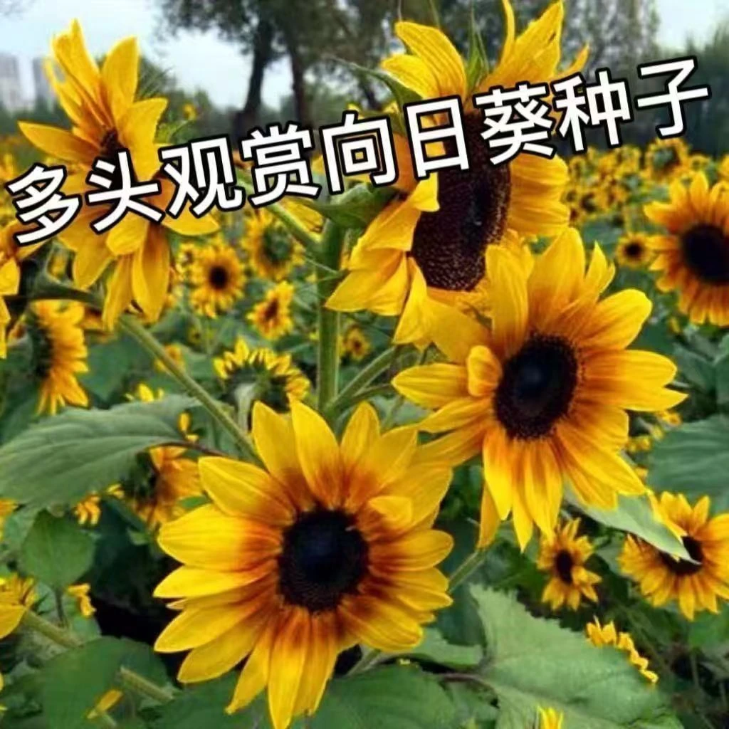 多头向日葵种子观赏向日葵葵花籽花海花卉绿化景观盆栽植物瓜子花