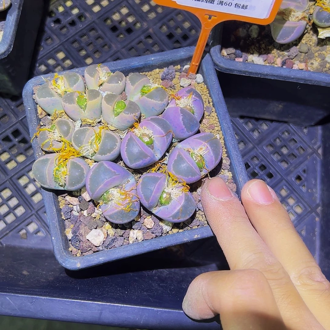 不***遇734 一物一拍，默认有伤，介意勿拍，不退不换