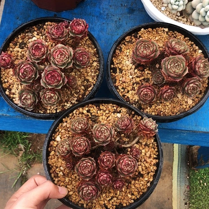 圆叶罗西玛老桩多肉植物