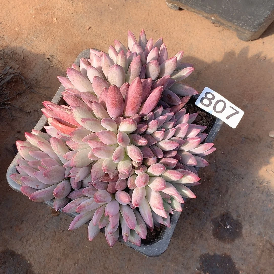 807 一物一拍多肉