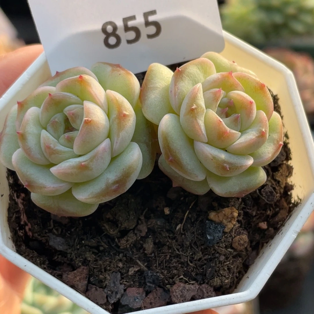 l***a855号糖心冰心珍妮