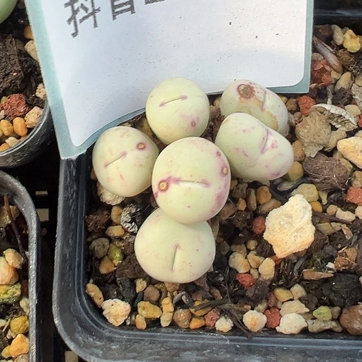 20-49红嘴多肉植物大战