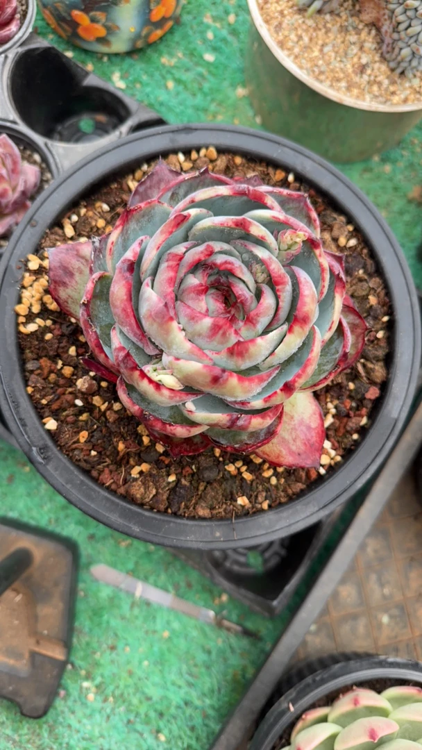 惊鸿仙子多肉单头