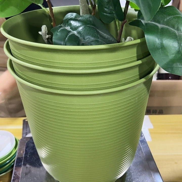 高陶口27高27果绿无托3只