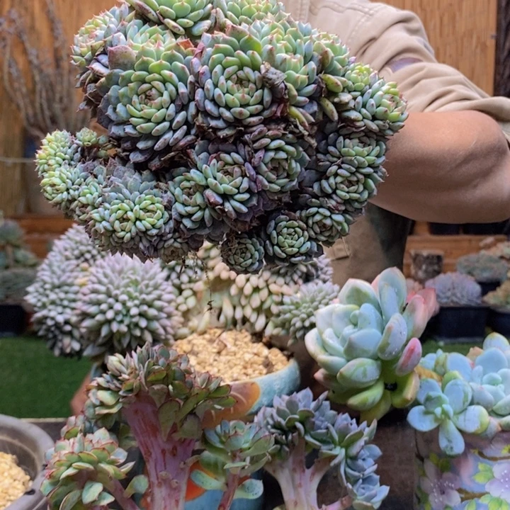 止***期381号白胖子多肉植物