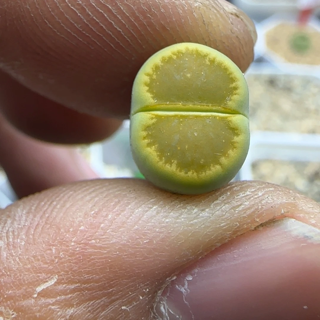 53 生石花大棚直播