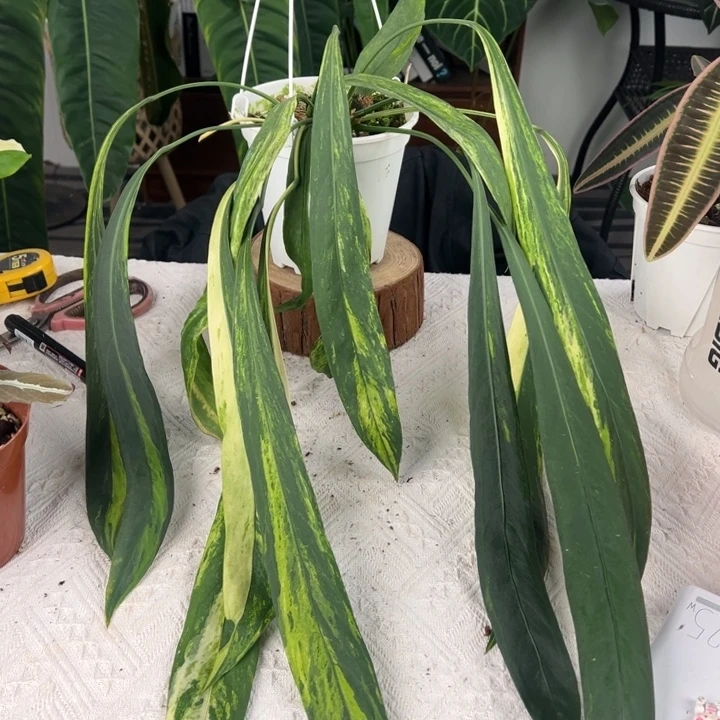 不开花植物双头维塔锦