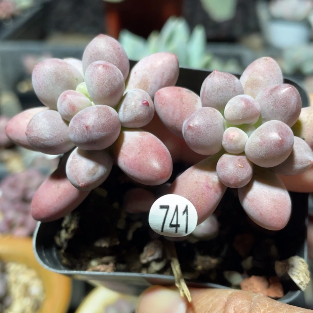 仙子奶酪多肉植物