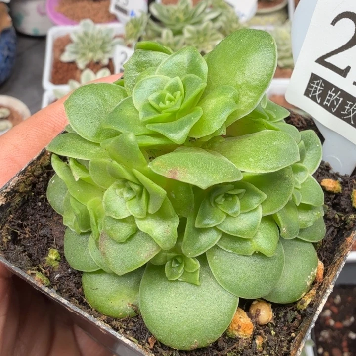 山地玫瑰求红叶29