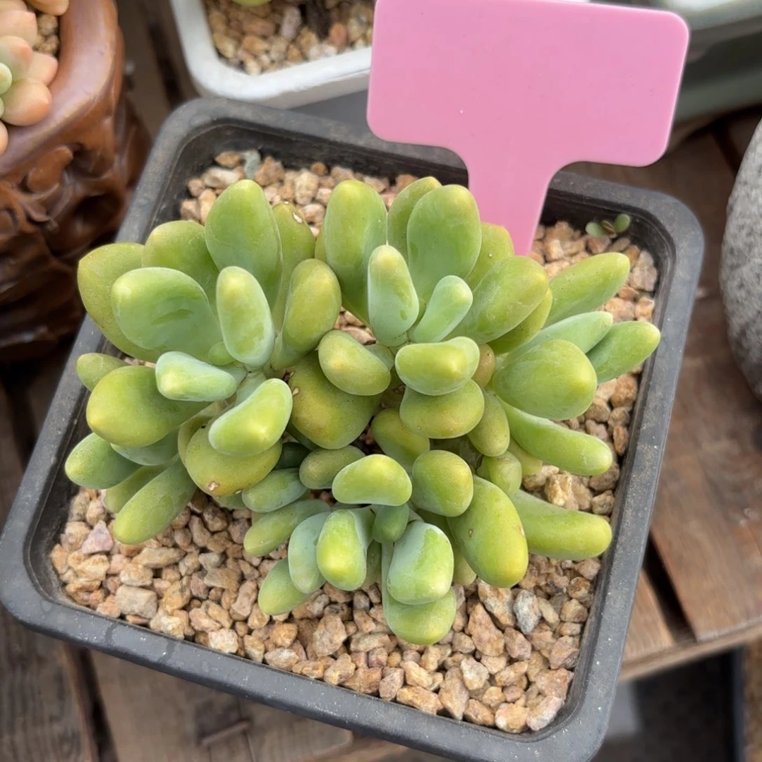 无花朵芒果奶1111