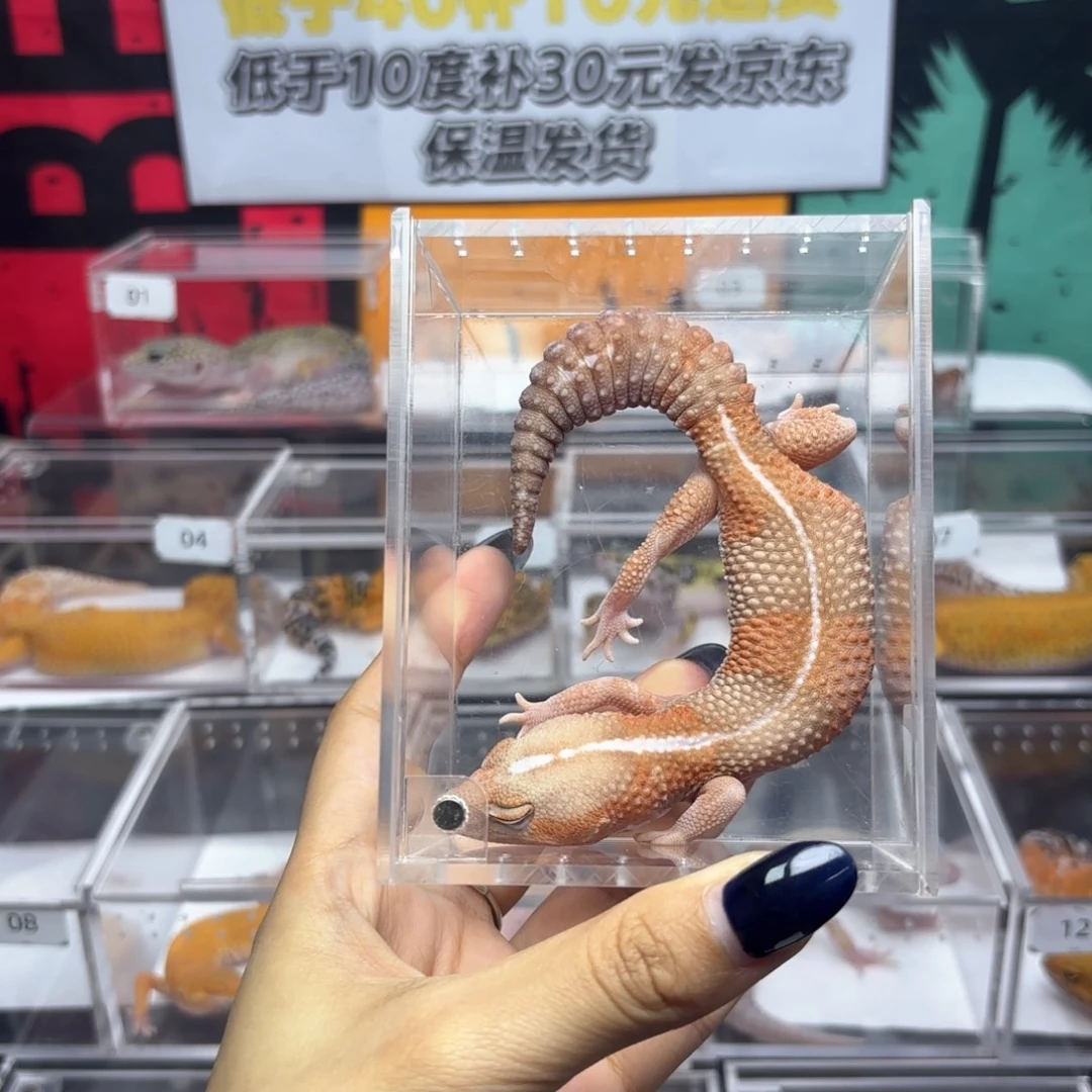 肥尾守宫橘白直线弟弟T58