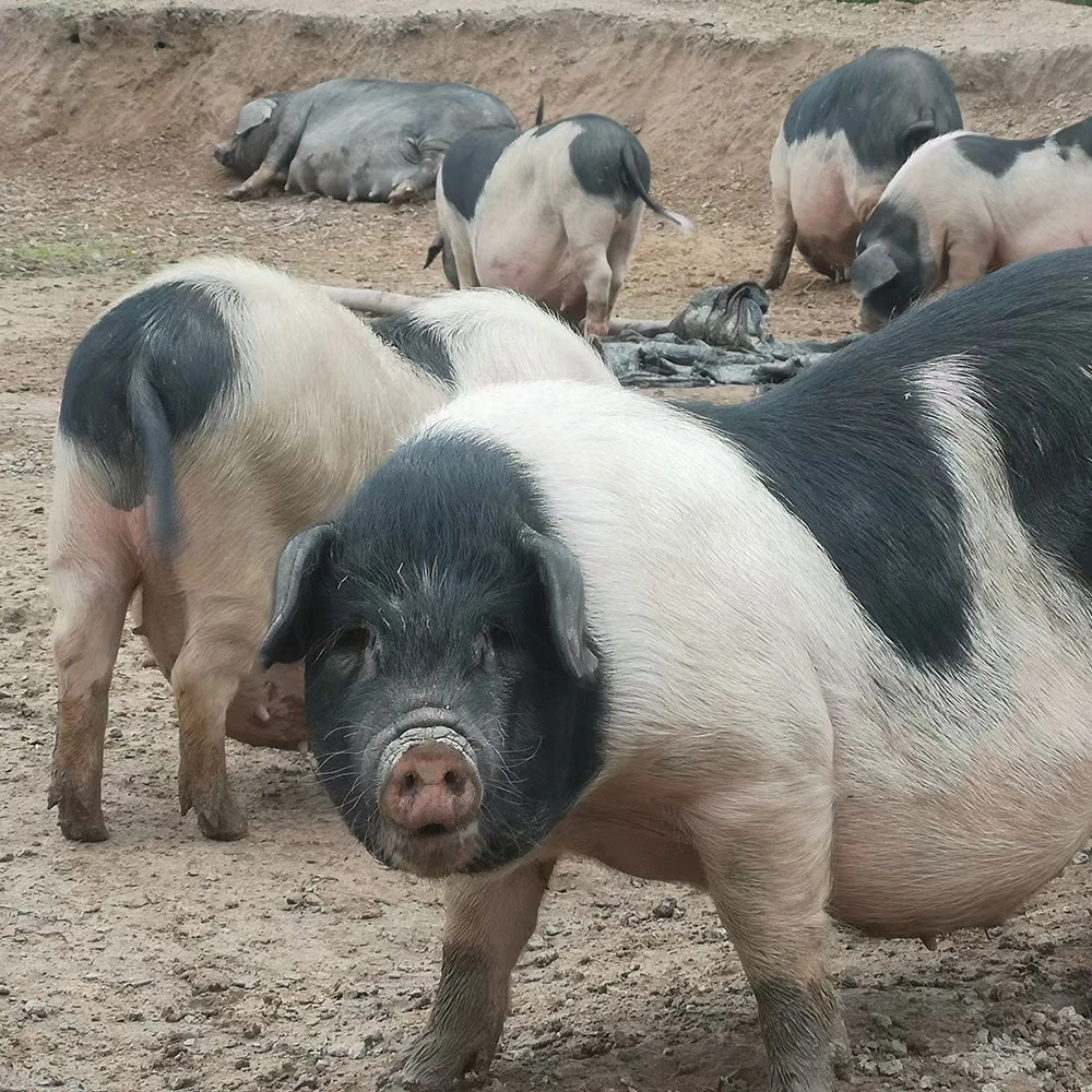 湖南茶陵农家自繁自养宁乡花猪肉(顺丰包邮)