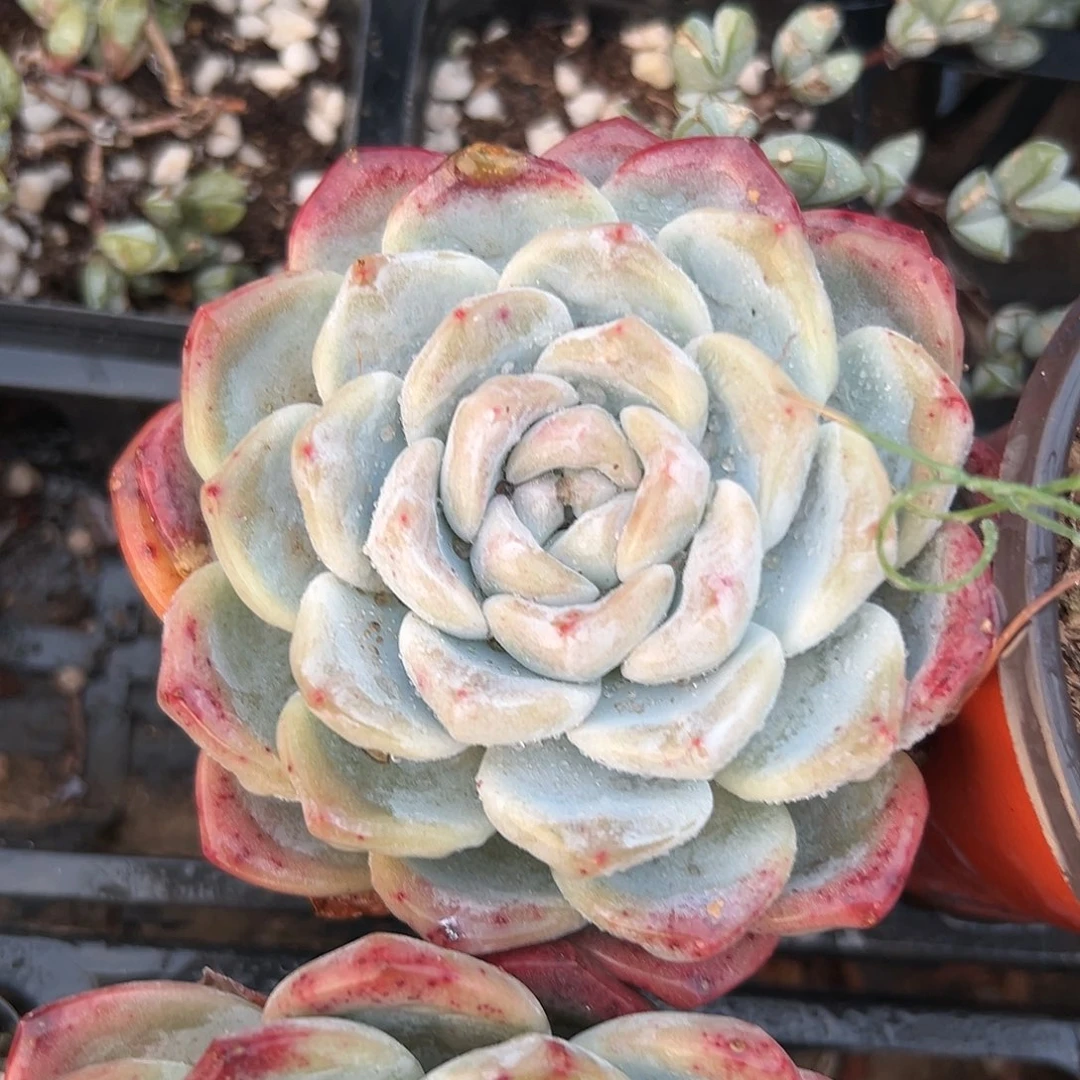 多肉植物冰玉单头