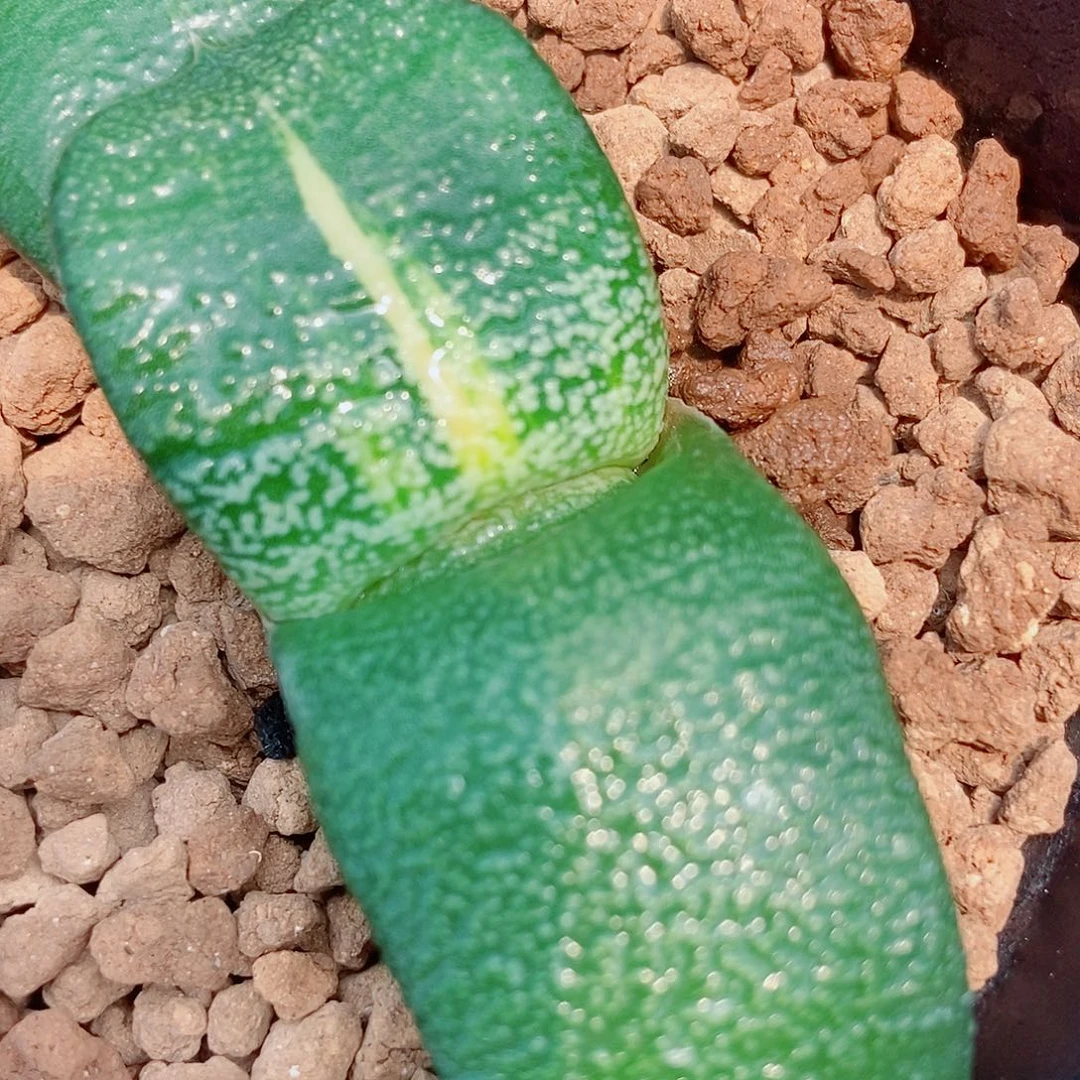 张*贤117卧牛实生选拔大白釉带盆发货