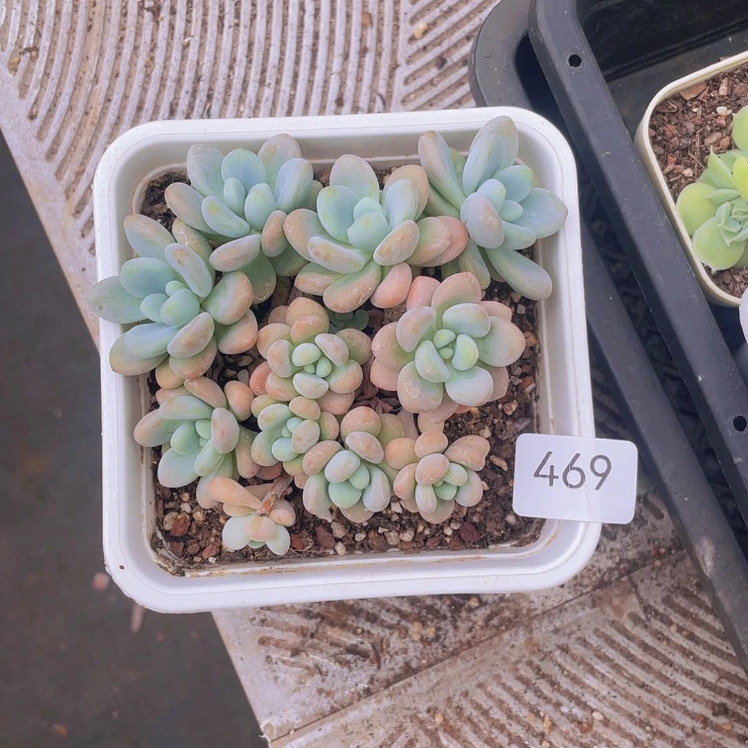 469。香水洛神。