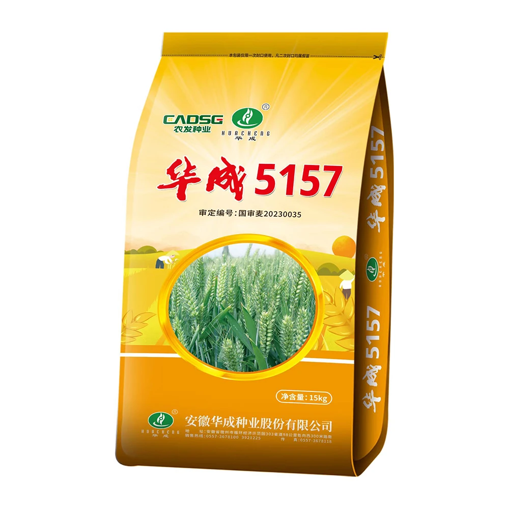 国审麦 华成5157高产早熟抗倒伏皖北地区大田小麦种子