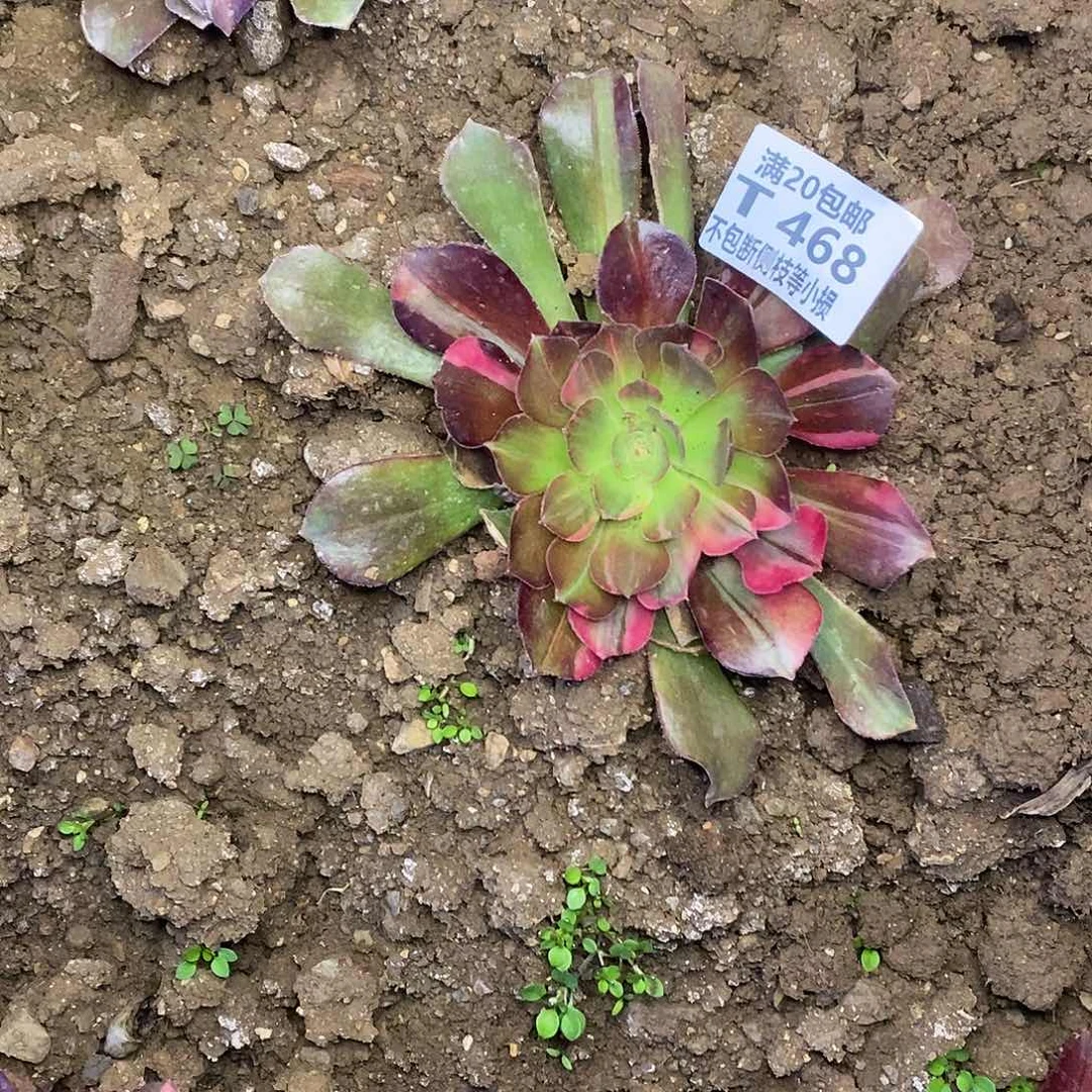 468韶羞七彩多肉法师锦