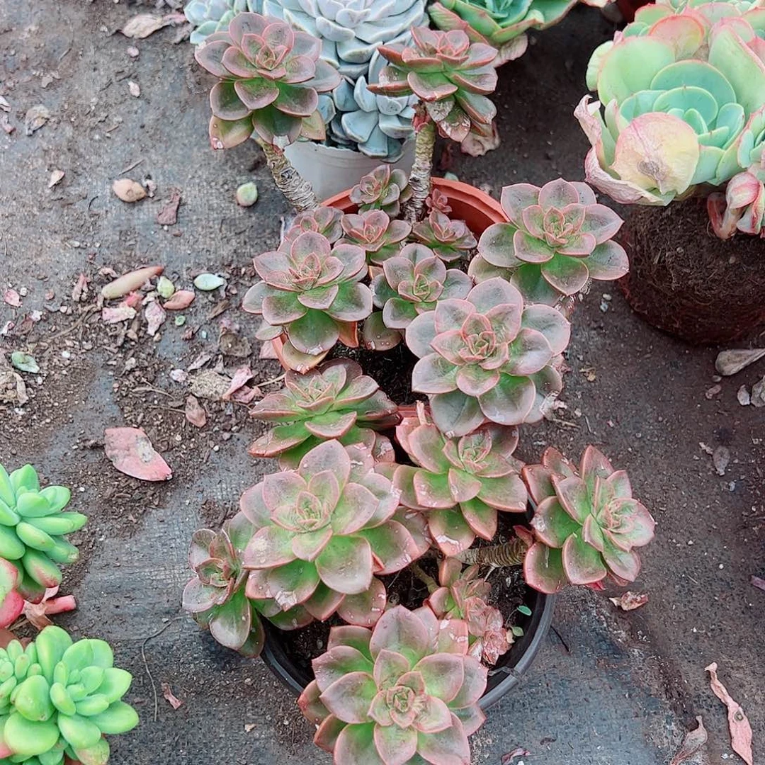 巧克力玫瑰多头群生