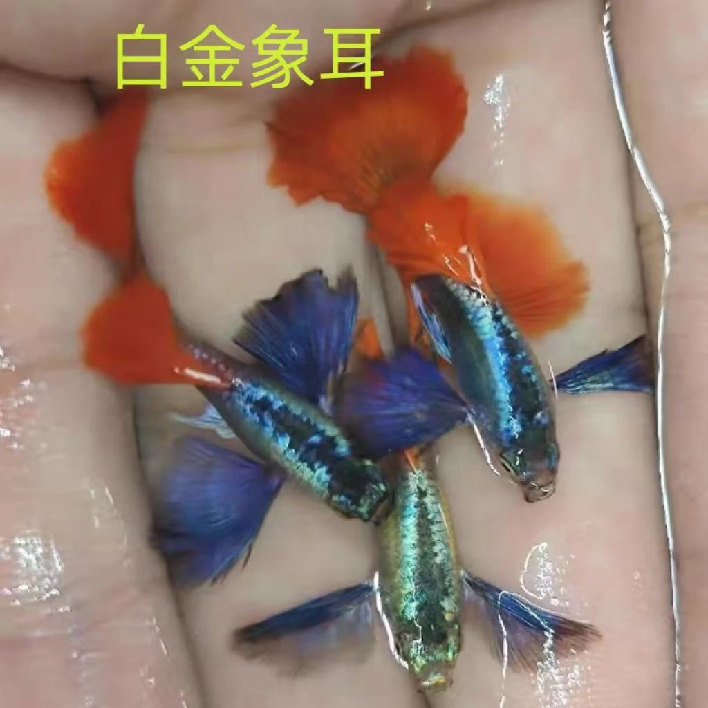 象耳红尾孔雀鱼小型热带淡水观赏鱼