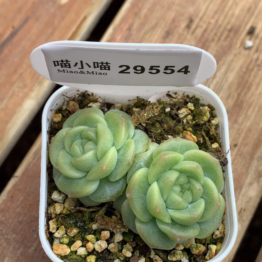叮***咚多肉植物杂交珍妮
