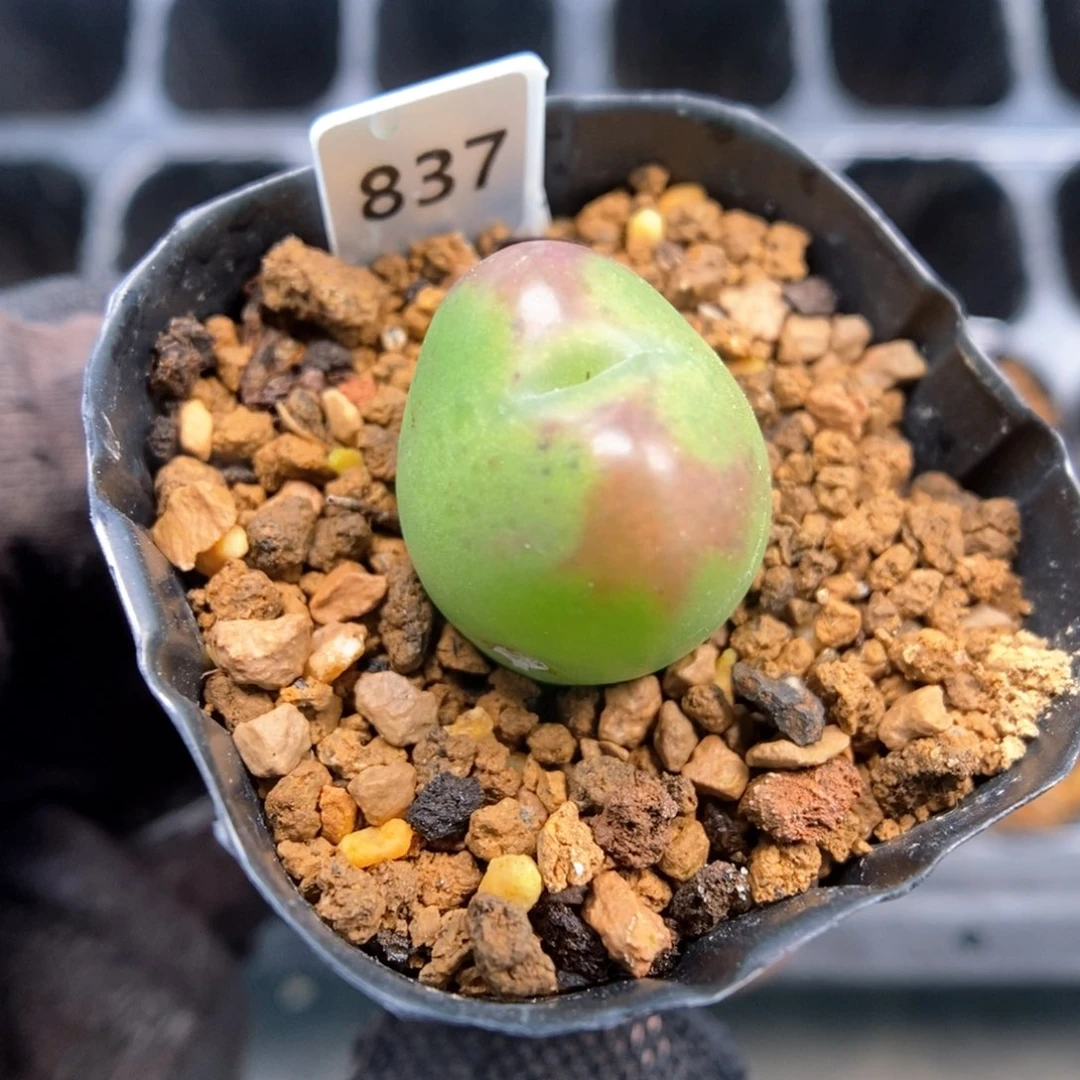 多肉植物Q-837（1.6）少将杂 优选