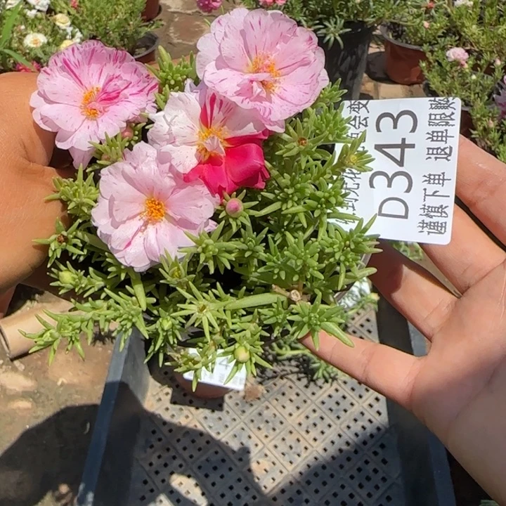 无花朵D343超小苗盆口