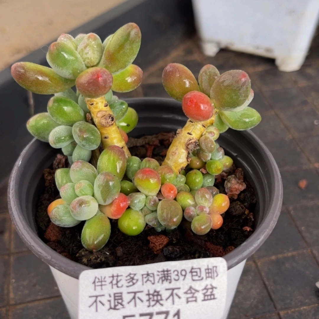 771-苹果奶多5cm多肉
