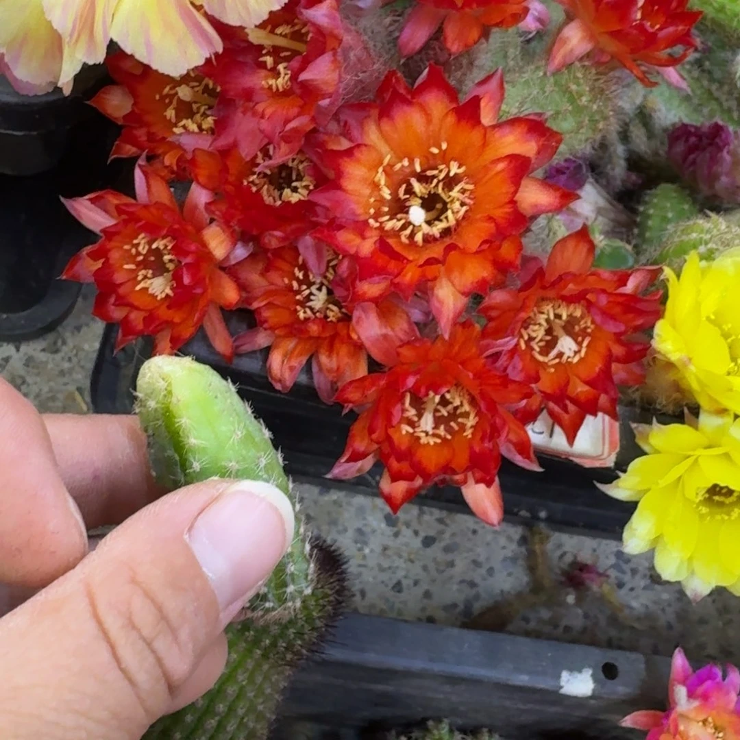 337白檀林根焰火无根侧牙小3个，20包邮