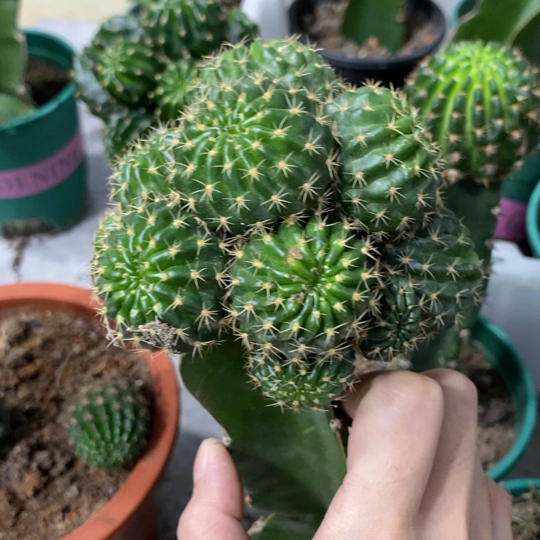 新品丽花文昌门侧芽一个