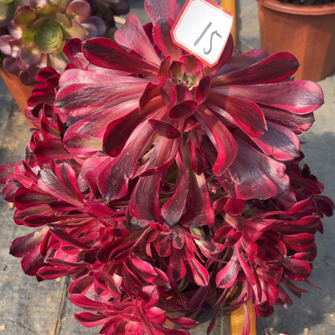 花好月又圆1234562615月亮女神