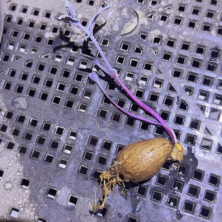 稀有大碗厚敦菊一棵
