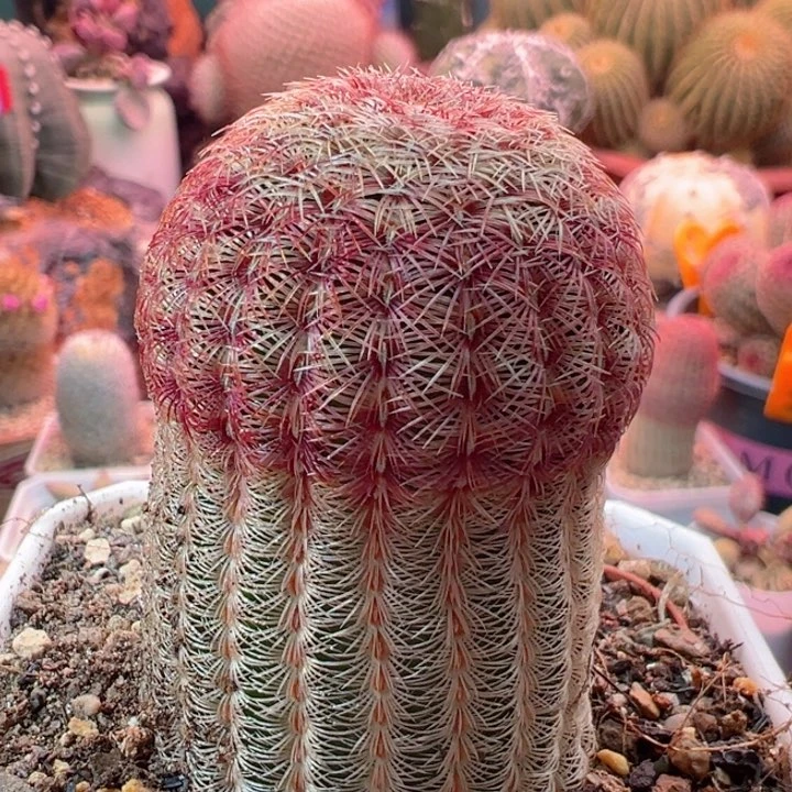 小**?感谢你一直以来的支持