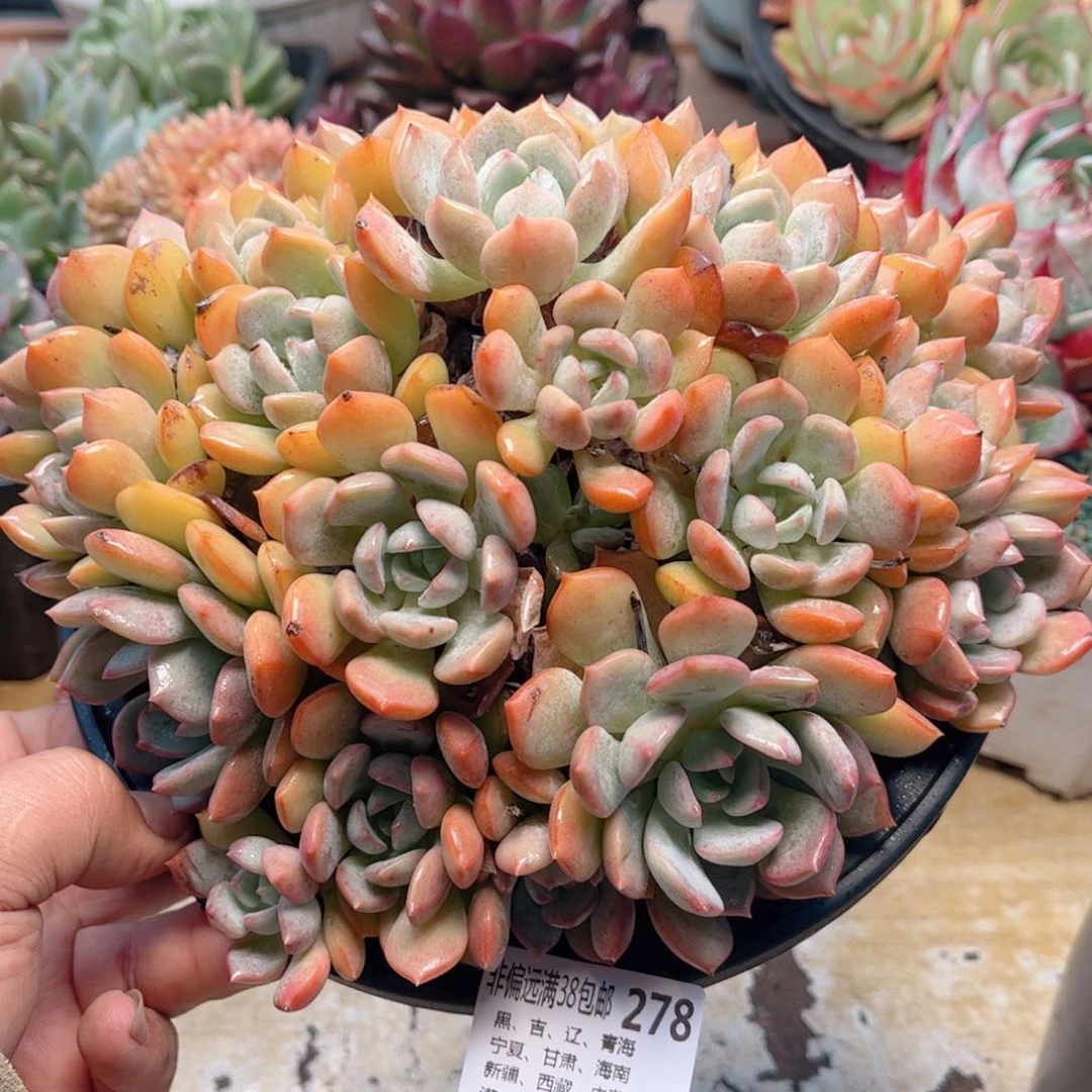 278蜜桃格林德华多肉