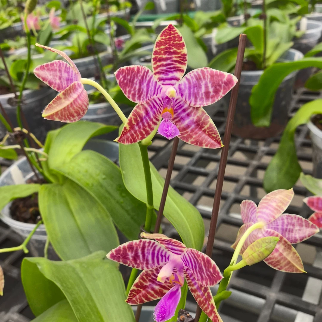 原生种蝴蝶兰 一物一拍 高价链接