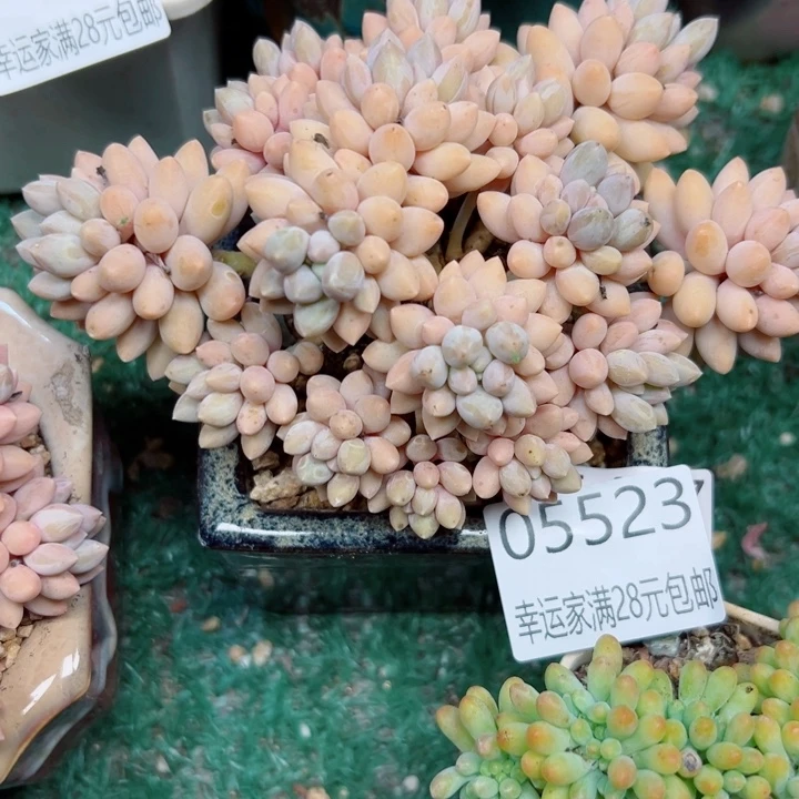 幸运的是我还没遇到你