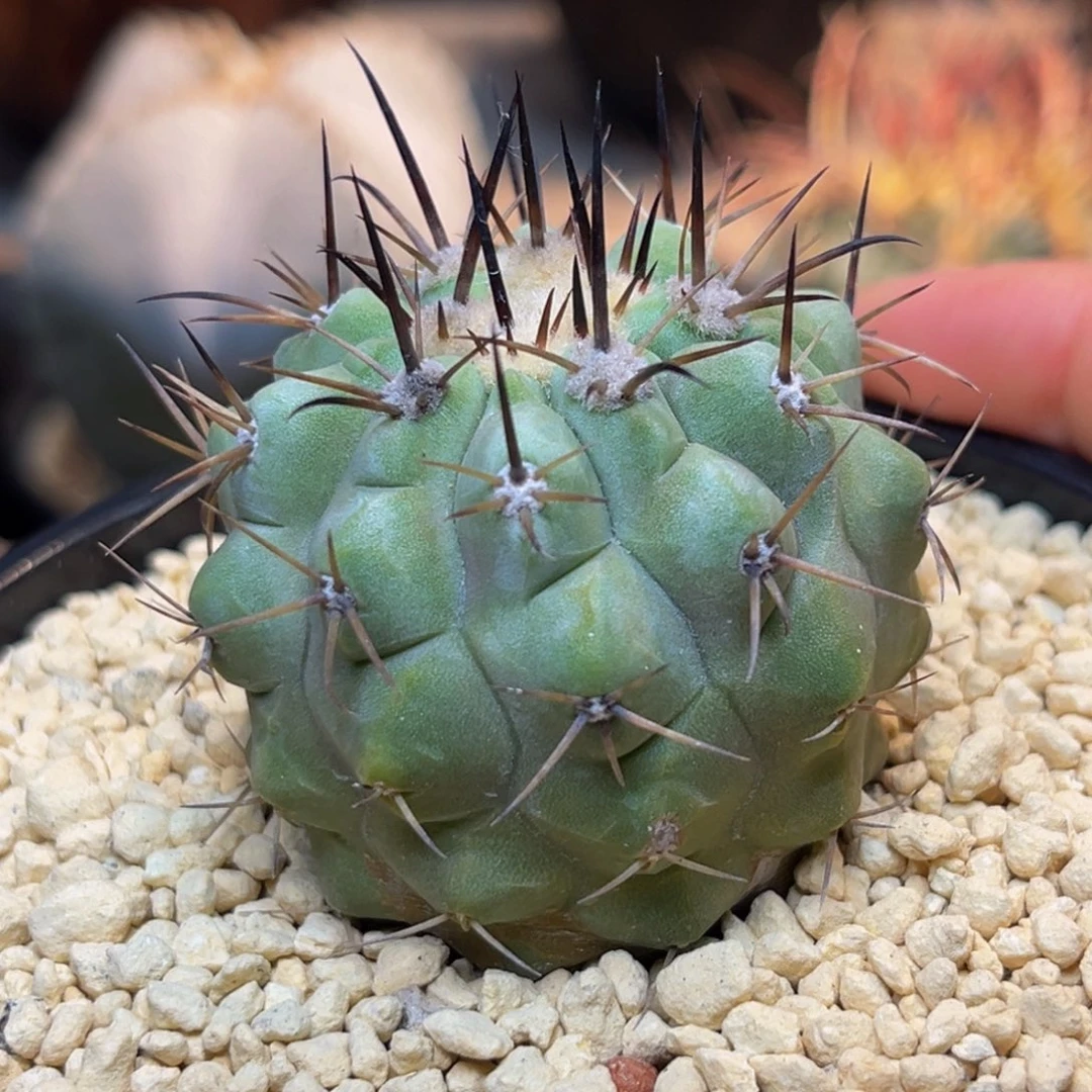 金刺孤龙Zzzzzzzzzzzzzzz