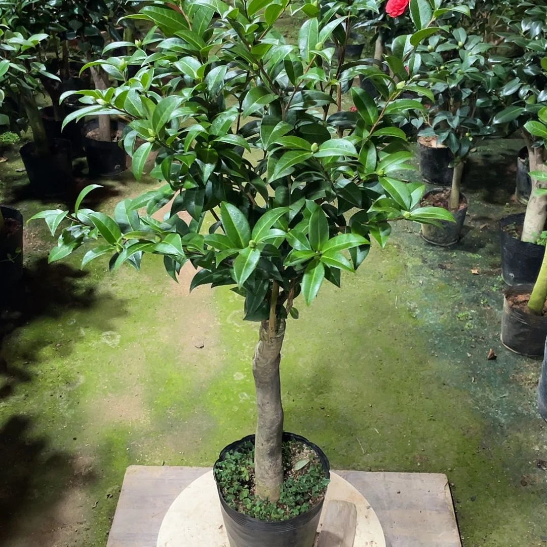 完全开放黛比茶花1111