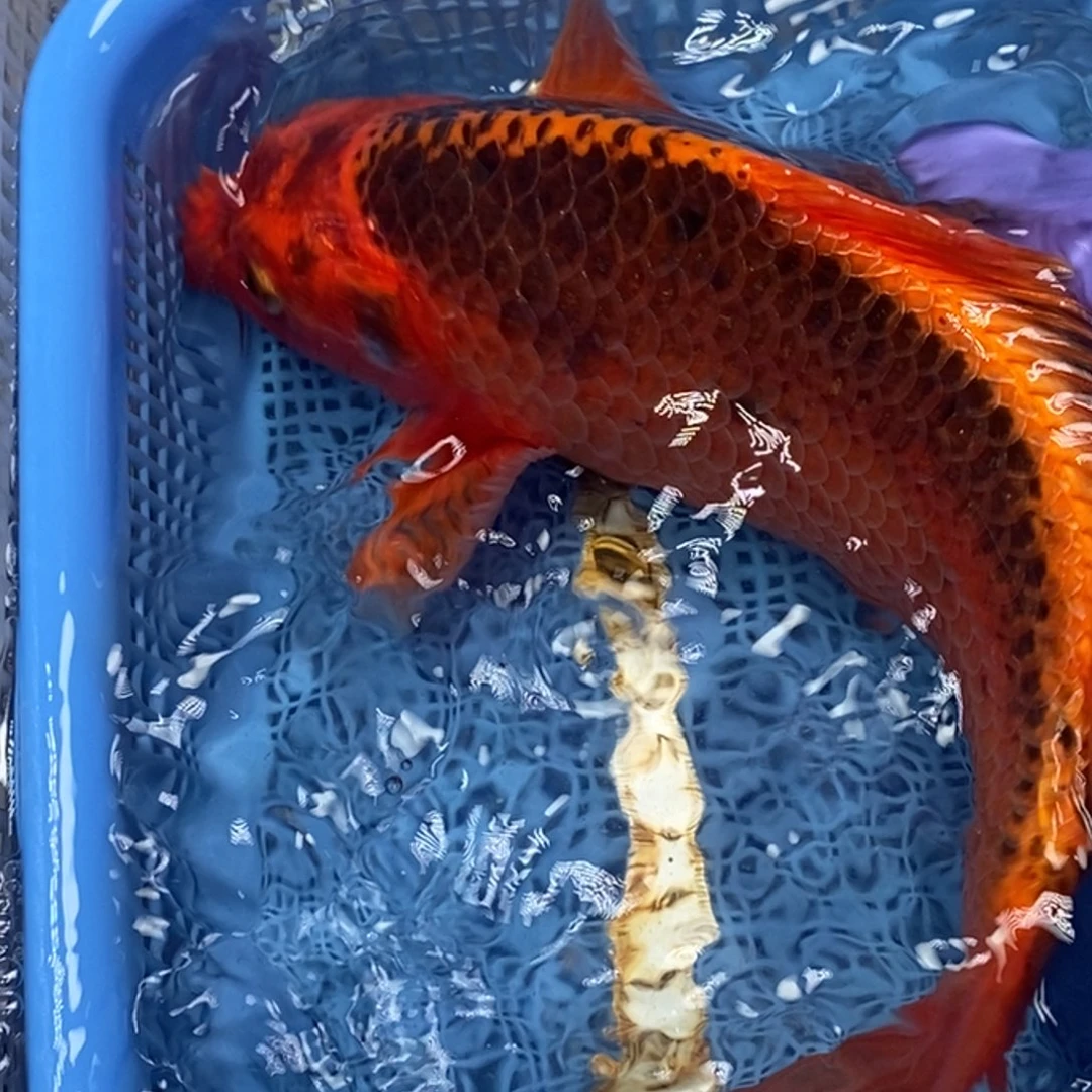 锦鲤冷水锦鲤包邮