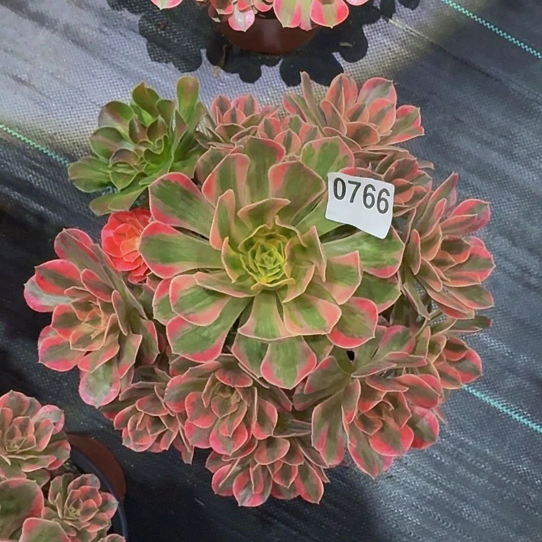 0766粉女妖3333冠服25左右