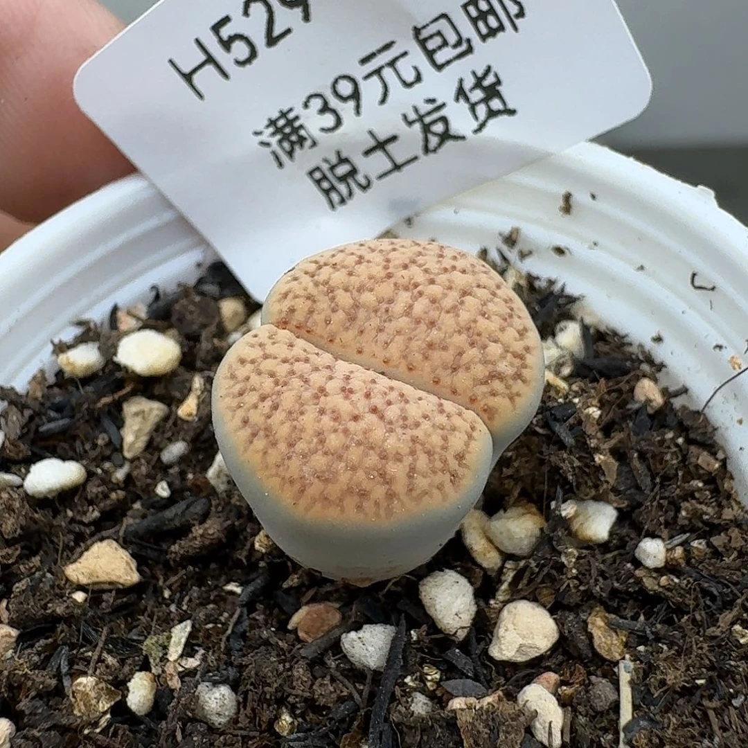 小***姨529多肉哈哈哈哈哈哈好