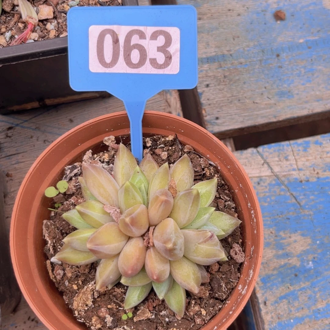 重楼多肉植物063